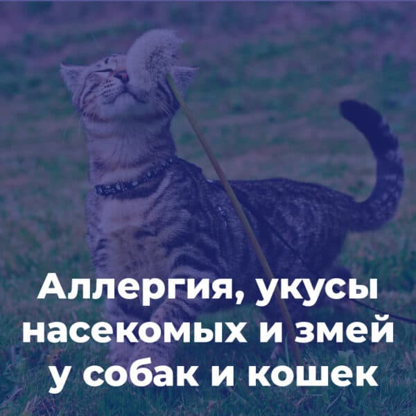 Аллергия, укусы насекомых и змей у собак и кошек