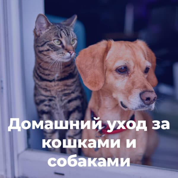 Домашний уход за кошками и собаками
