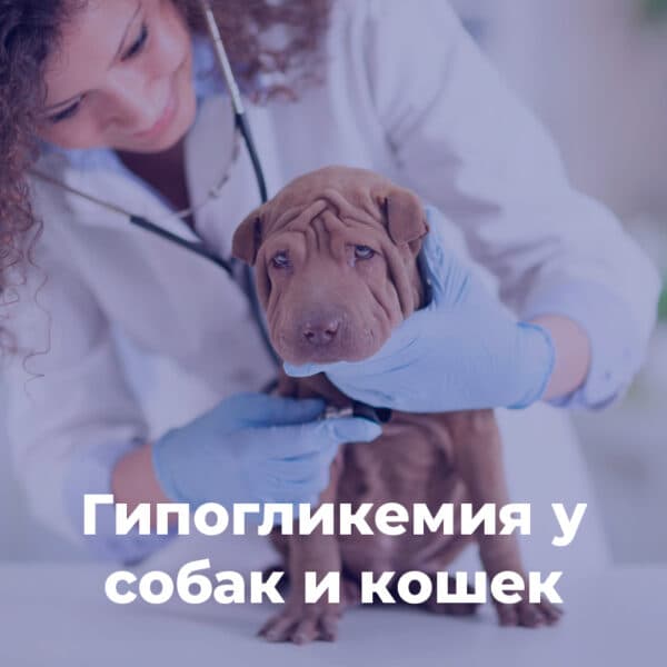 Гипогликемия у собак и кошек