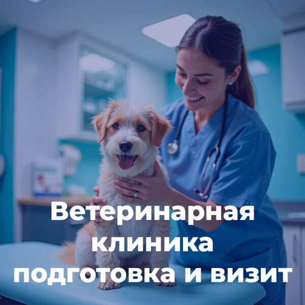 Ветеринарная клиника: подготовка и визит