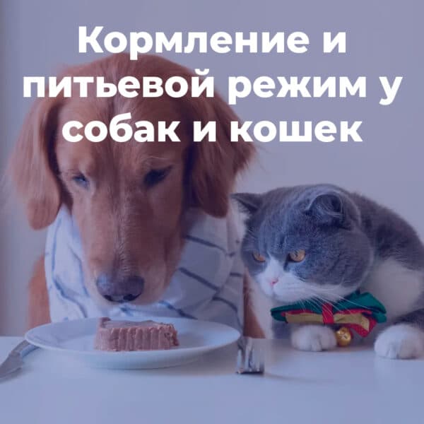 Кормление и питьевой режим у собак и кошек