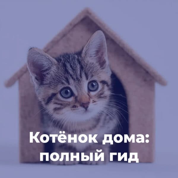 Котёнок дома: полный гид