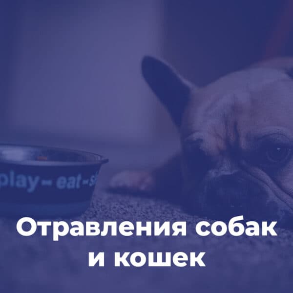 Отравления собак и кошек