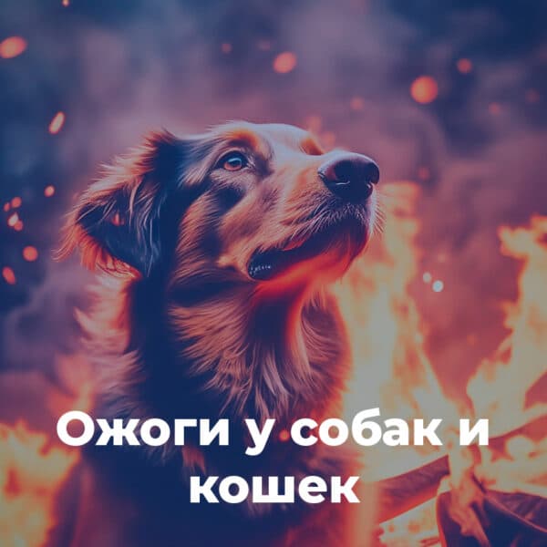 Ожоги у собак и кошек