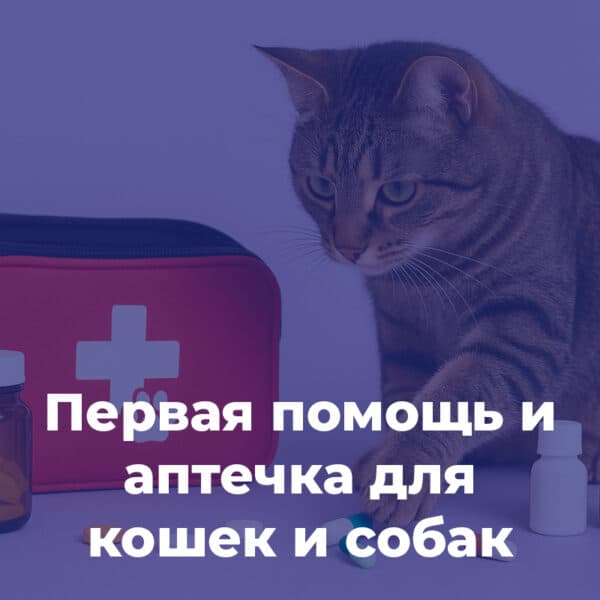 Первая помощь и аптечка для кошек и собак