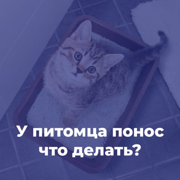 У питомца понос что делать?