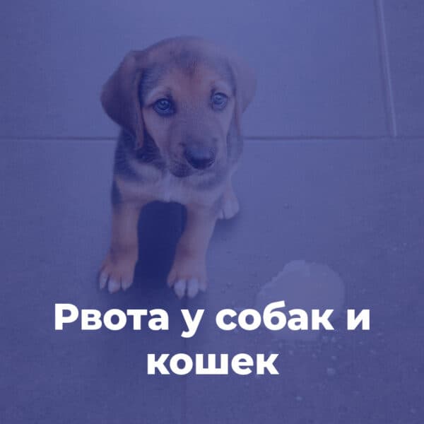 Рвота у собак и кошек