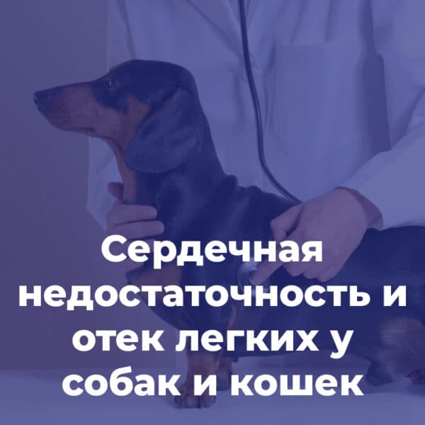 Сердечная недостаточность и отек легких у собак и кошек