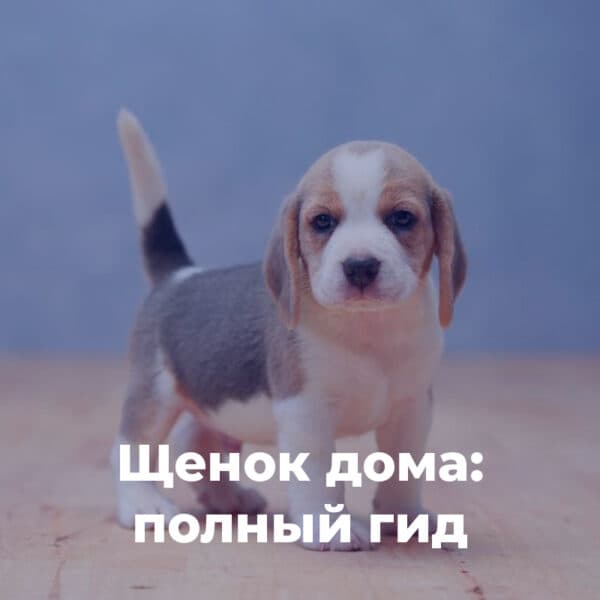Щенок дома: полный гид