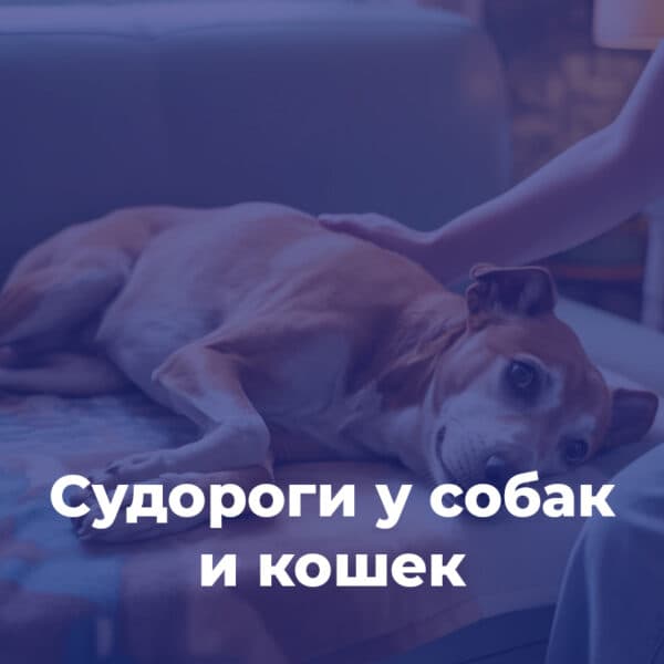 Судороги у собак и кошек