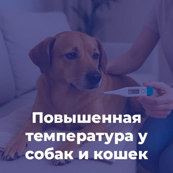 Повышенная температура у собак и кошек