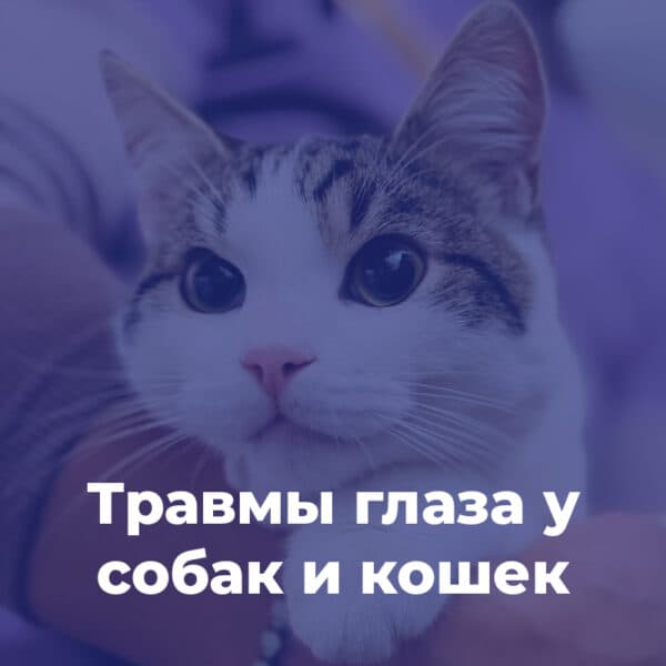 Травмы глаза у собак и кошек