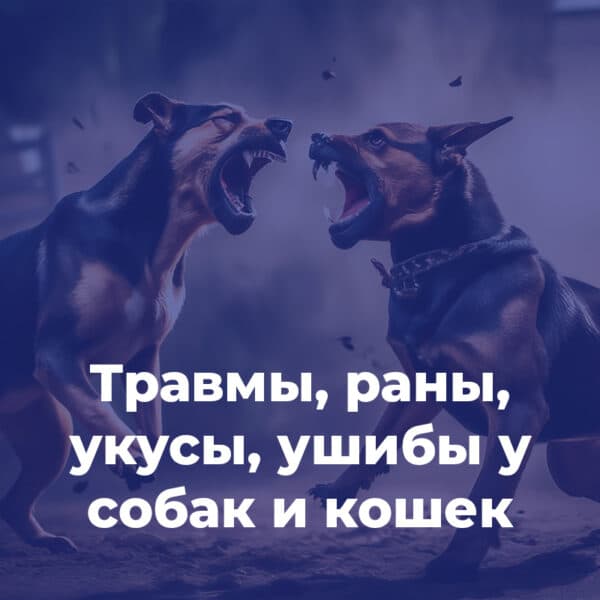 Травмы, раны, укусы, ушибы у собак и кошек