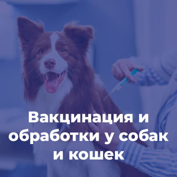 Вакцинация и обработки у собак и кошек